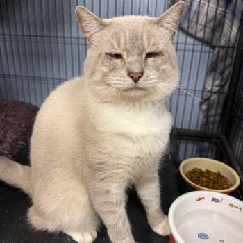 Rescue Siamese Cats for Adoption in Port Charlotte, Florida - Lewis | PetCurious