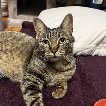 Domestic Short Hair Cats Available for Adoption - June  | PetCurious