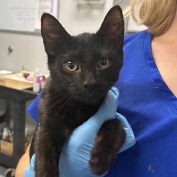 Pepsi / Shadow -  Domestic Short Hair Cat for Adoption in Greenville, South Carolina - Pepsi / Shadow | PetCurious