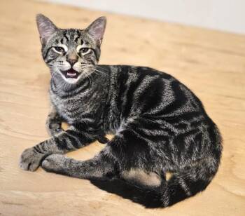 Rescue Domestic Short Hair and Tabby Cats for Adoption in Chertsey, Quebec - Peter | PetCurious