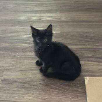 Raven -  Domestic Short Hair Cat for Adoption in Santa Rosa, California - Raven | PetCurious