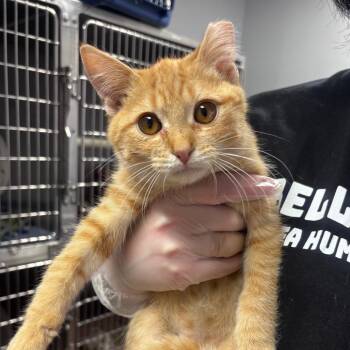 Sid -  Domestic Short Hair Cat for Adoption in Belleville, Illinois - Sid | PetCurious
