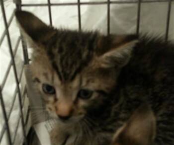HENRINA -  Domestic Short Hair Cat for Adoption in Fort Lauderdale, Florida - HENRINA | PetCurious