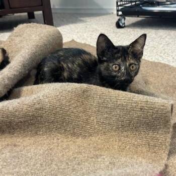 Ellie -  Domestic Short Hair Cat for Adoption in Fort Worth, Texas - Ellie | PetCurious