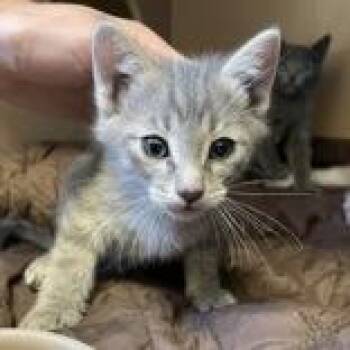Luke Skywalker -  Domestic Short Hair Cat for Adoption in Flagstaff, Arizona - Luke Skywalker | PetCurious