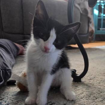 Domestic Short Hair Cats Available for Adoption in Lakewood, California - Crisp | PetCurious