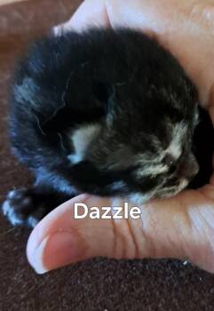 Dazzle -  Domestic Short Hair Cat for Adoption in Plattsburgh, New York - Dazzle | PetCurious