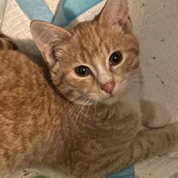 Tabby and Domestic Short Hair Cats Available for Adoption - Mason | PetCurious