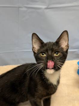 Poppy -  Domestic Short Hair Cat for Adoption in Greensboro, North Carolina - Poppy | PetCurious
