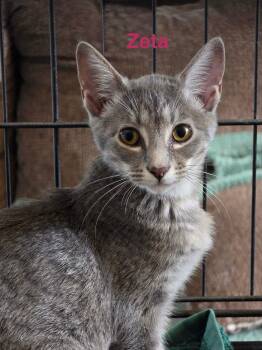 Rescue Domestic Short Hair Cats for Adoption in Clarksville, Tennessee - Zeta Henderson | PetCurious