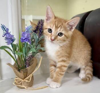 Copper -  Domestic Short Hair and Tabby Cat for Adoption in Lawrenceville, Georgia - Copper | PetCurious