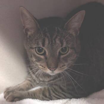 Euphrates -  Domestic Short Hair Cat for Adoption in Providence, Rhode Island - Euphrates | PetCurious