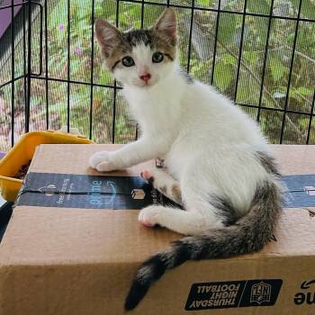 Rescue Domestic Medium Hair Cats for Adoption in Pahoa, Hawaii - Kit-Kat | PetCurious