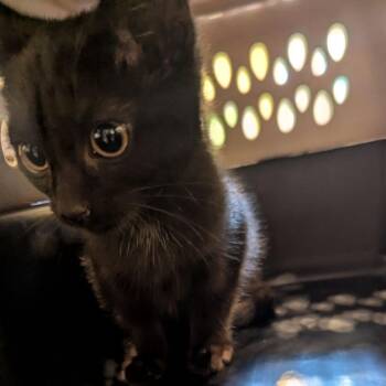 Sphynx -  Domestic Short Hair Cat for Adoption in Lynchburg, Virginia - Sphynx | PetCurious