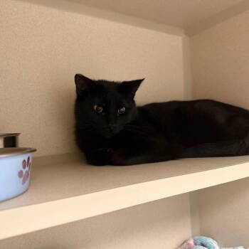 Domestic Short Hair Cats Available for Adoption - Burrows | PetCurious