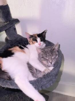 Chloe & Olivia -  Domestic Short Hair Cat Available for Adoption - Chloe & Olivia | PetCurious
