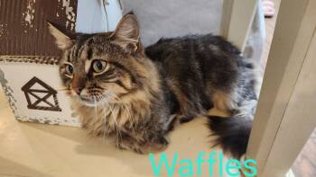 Siberian and Domestic Long Hair Cats Available for Adoption in Shrewsbury, Massachusetts - Waffles | PetCurious