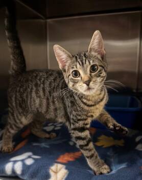 Juliet (Petsmart) -  Domestic Short Hair Cat for Adoption in Ocala, Florida - Juliet (Petsmart) | PetCurious