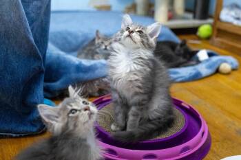 Rescue Maine Coon Cats for Adoption in Chicago, Illinois - Mint | PetCurious