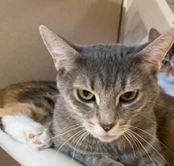 ELIZABETH -  Domestic Short Hair Cat for Adoption in Springfield, Massachusetts - ELIZABETH | PetCurious
