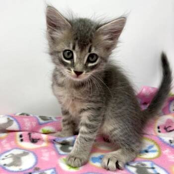 Reba -  Tabby Cat for Adoption in Trophy Club, Texas - Reba | PetCurious