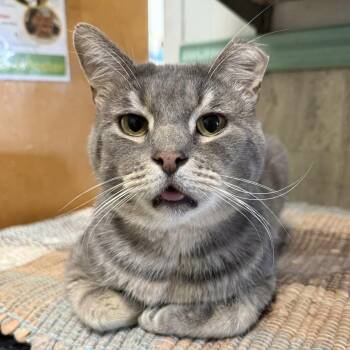 Chris -  Tabby and Domestic Short Hair Cat for Adoption in Dublin, Ohio - Chris | PetCurious