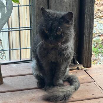 Tuff Puff -  Persian Cat for Adoption in Houston, Texas - Tuff Puff | PetCurious