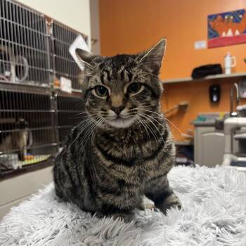 Domestic Short Hair Cats Available for Adoption - Duke Oliver | PetCurious