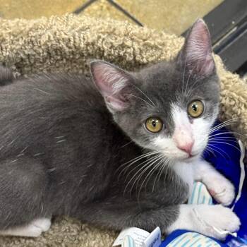 Rescue Domestic Short Hair Cats for Adoption in Fort Worth, Texas - Jaime | PetCurious