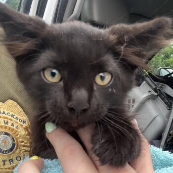 Cake-pop -  Domestic Long Hair Cat for Adoption in Lake Jackson, Texas - Cake-pop | PetCurious