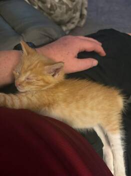 Dusty -  Domestic Short Hair Cat for Adoption in Fruit Heights, Utah - Dusty | PetCurious