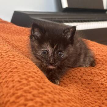 Domestic Short Hair Cats Available for Adoption in Los Angeles, California - Evangeline | PetCurious