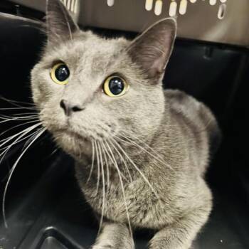 Gumball -  Domestic Short Hair Cat for Adoption in Des Moines, Iowa - Gumball | PetCurious