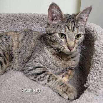 Rescue Domestic Short Hair Cats for Adoption in Mazon, Illinois - Kitchie | PetCurious