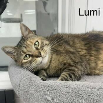 Domestic Medium Hair Cats Available for Adoption in Rushville, Illinois - Lumi | PetCurious