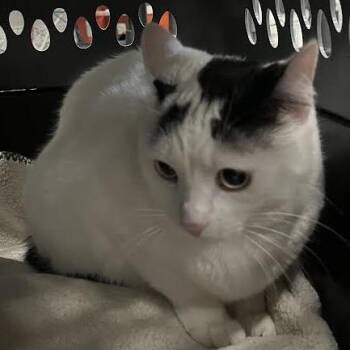 Lavender -  Domestic Short Hair Cat for Adoption in Dearborn, Michigan - Lavender | PetCurious