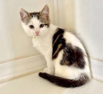 Apple -  Domestic Short Hair Cat Available for Adoption in Cambria, California - Apple | PetCurious