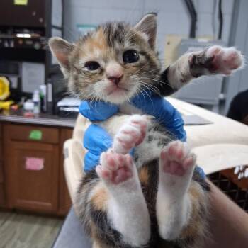 Talia -  Domestic Short Hair Cat for Adoption in Summerville, South Carolina - Talia | PetCurious