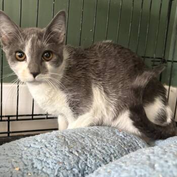 Domestic Short Hair Cats Available for Adoption in Johnstown, Pennsylvania - Gigi | PetCurious