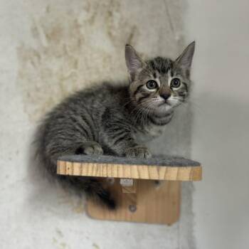 Sashimi -  Domestic Short Hair Cat for Adoption - Sashimi | PetCurious