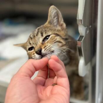 Custard -  Domestic Short Hair Cat for Adoption in Hendersonville, North Carolina - Custard | PetCurious