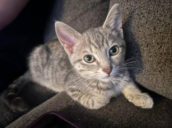 Domestic Short Hair Cats Available for Adoption in Mississauga, Ontario - Griffin | PetCurious
