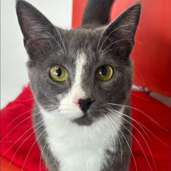 Clemens -  Domestic Short Hair Cat for Adoption in Buffalo, New York - Clemens | PetCurious