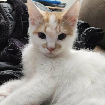 Tapioca -  Domestic Medium Hair Cat for Adoption in Jurupa Valley, California - Tapioca | PetCurious