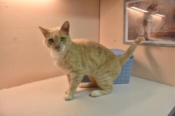 Otto -  Domestic Short Hair Cat for Adoption in North Judson, Indiana - Otto | PetCurious