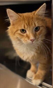 Rescue Domestic Medium Hair Cats for Adoption in Midland, Virginia - Battleship | PetCurious