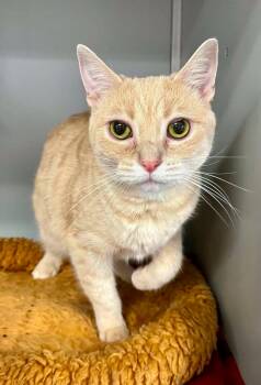 McCall -  Domestic Short Hair Cat for Adoption in Moundsville, West Virginia - McCall | PetCurious