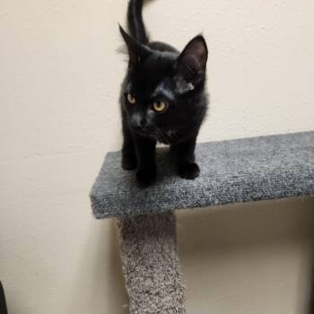 Rescue Domestic Short Hair Cats for Adoption in Waupun, Wisconsin - Vivian | PetCurious