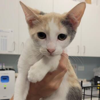 Fraxinus -  Domestic Short Hair Cat for Adoption in Wheeling, Illinois - Fraxinus | PetCurious