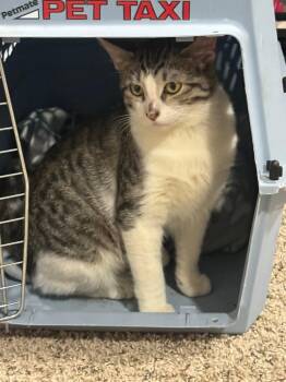 Domestic Short Hair Cats Available for Adoption - Derpy | PetCurious